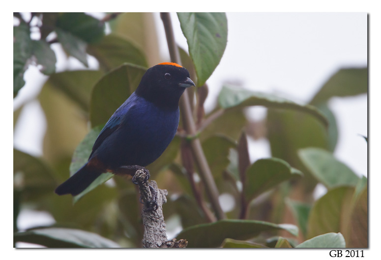 GOLDEN-CROWNED TANAGER